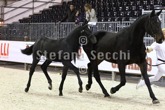 BELLY DANCER_MILANO_2010_SS3_7839.jpg